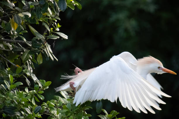 decolagem de garça de gado - bird egret wildlife animal - fotografias e filmes do acervo