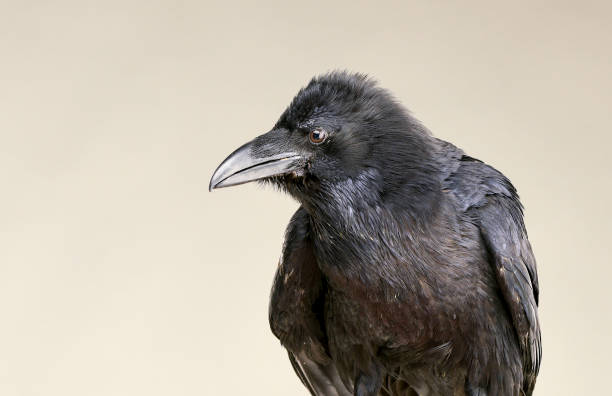 istock Black crow looking studio portrait on gray background 1392609419