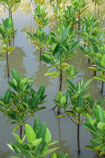 A young mangrove tree submerged in water has just been planted