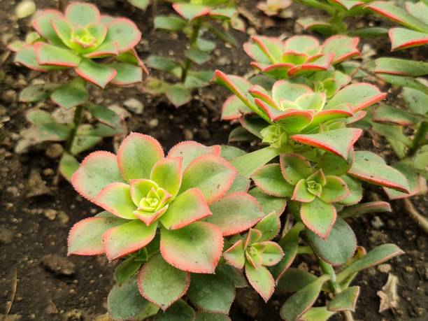 istock plants for garden decoration in spring season 1392612843