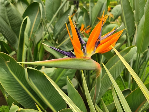 bird of paradise flower in a garden in spring season
