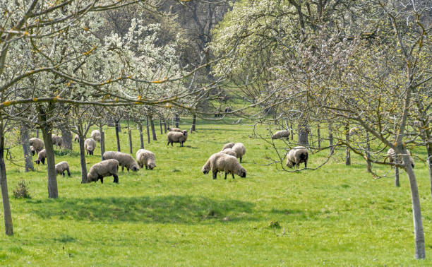 istock Flock of Sheep in springtime 1392613841