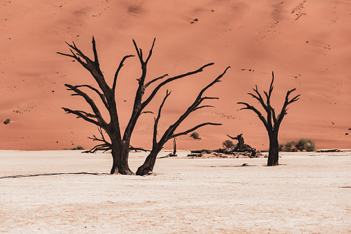 Deadvlei is a white clay pan located near the more famous salt pan of Sossusvlei, inside the Namib-Naukluft Park in Namibia. Dead Vlei has been claimed to be surrounded by the highest sand dunes in the world, the highest reaching 300–400 meters (350m on average, named 