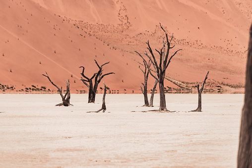 Deadvlei is a white clay pan located near the more famous salt pan of Sossusvlei, inside the Namib-Naukluft Park in Namibia. Dead Vlei has been claimed to be surrounded by the highest sand dunes in the world, the highest reaching 300–400 meters (350m on average, named 