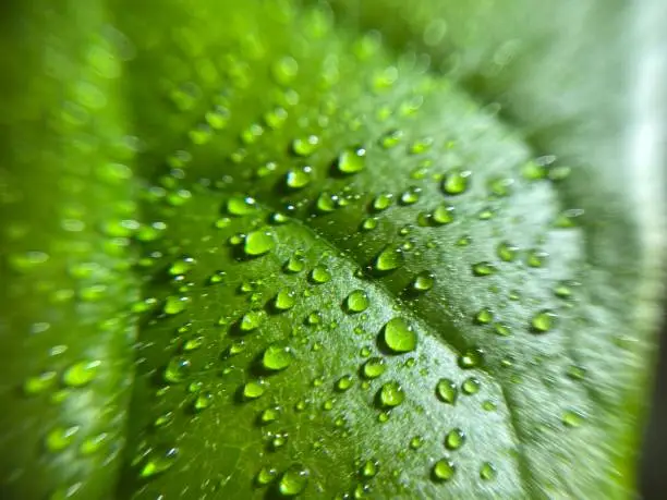 Photo of Green plants