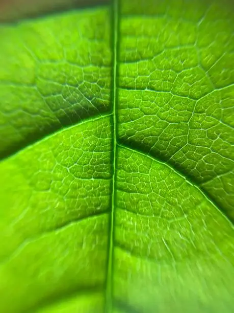 Photo of Green plants