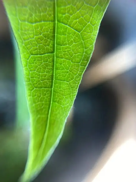 Photo of Green plants