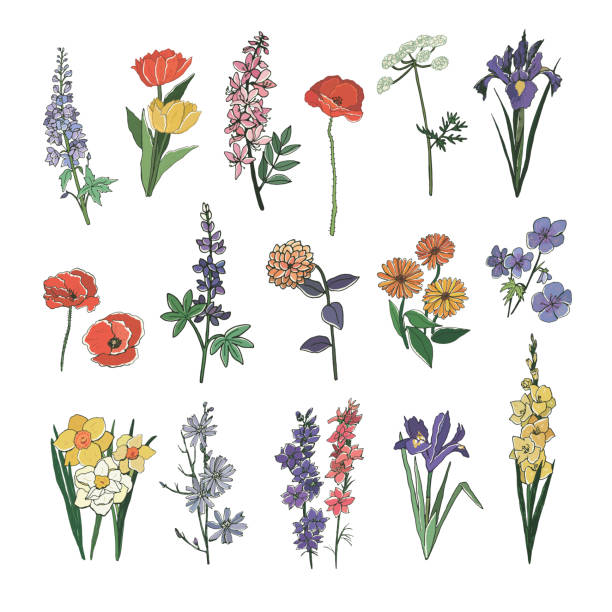 gartenblumen vektor handgezeichnete illustrationen set - gladiolus flower iris design stock-grafiken, -clipart, -cartoons und -symbole