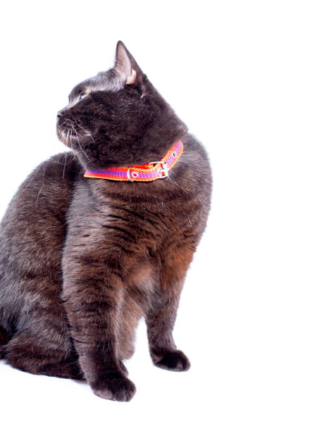 istock powerful dark chocolate Scottish cat in a collar sitting on a white background 1392615340