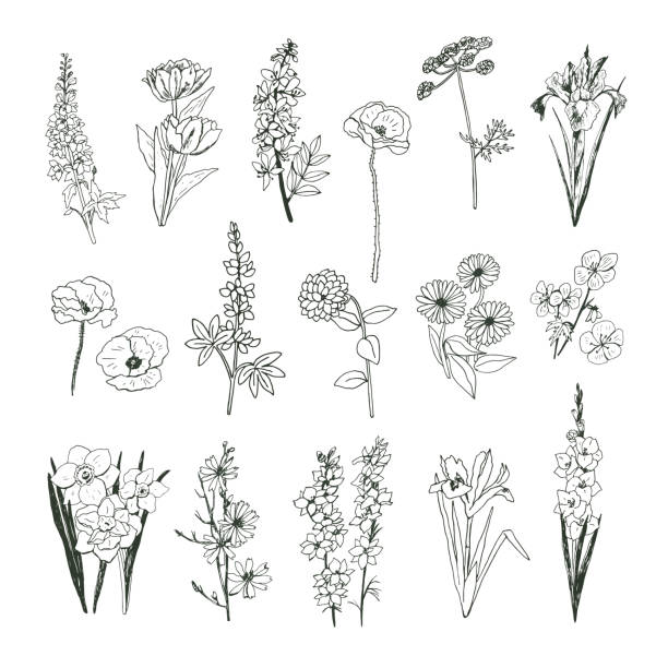 gartenblumen vektor handgezeichnete illustrationen set - gladiolus flower iris design stock-grafiken, -clipart, -cartoons und -symbole