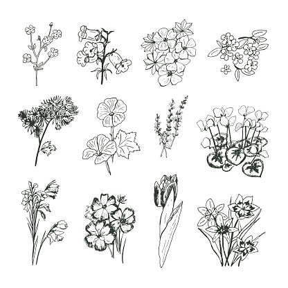 Garden flowers vector hand drawn illustrations set
