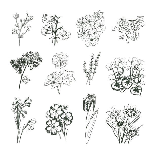 Garden flowers vector hand drawn illustrations set Garden flowers vector hand drawn illustrations set spider flower stock illustrations