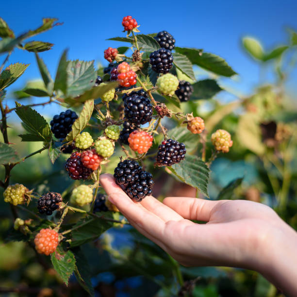 woman hands picking blackberry and raspberry in the garden fruit farm - blackberry bush plant berry fruit imagens e fotografias de stock