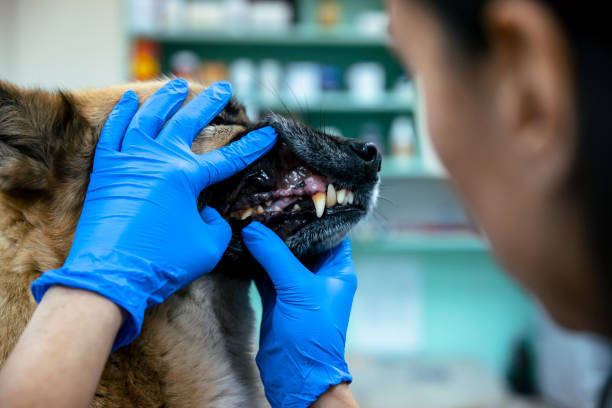 istock Pet Dental Exam 1392617717