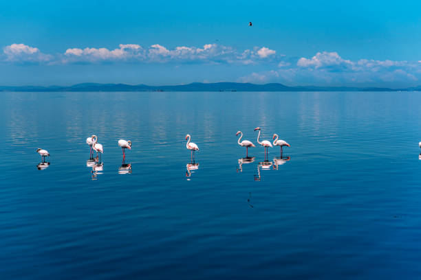 Blue sky, clouds and flamingos