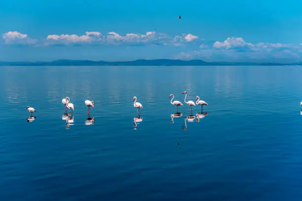 Photo of Blue sky, clouds and flamingos