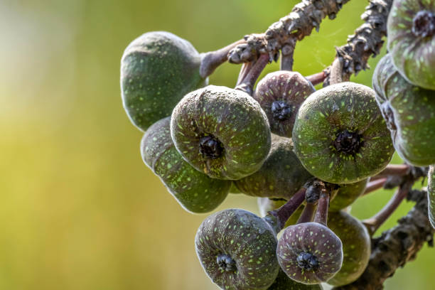 istock Elephant ear fig organic fruits on a fig tree 1392621285