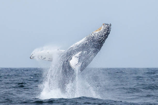 Humpback Whale Breaching stock photo