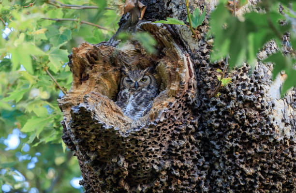 owl in hole in tree trunk stock photo