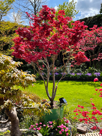Stock photo showing a landscaped contemporary Japanese garden with a large potted, dissected red Japanese maple (Acer palmatum atropurpureum) besides a large mown lawn.