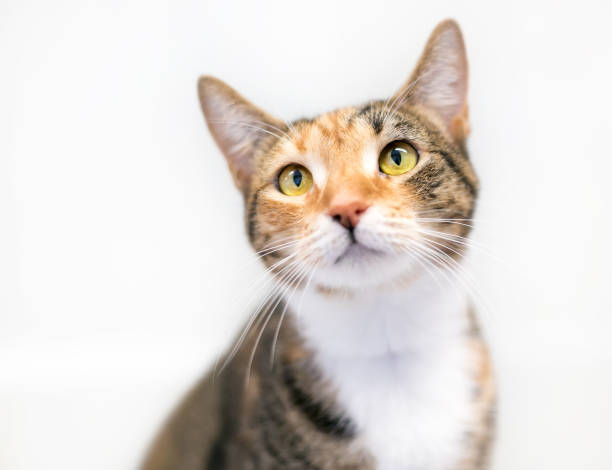 istock A Calico tabby shorthair cat 1392624133