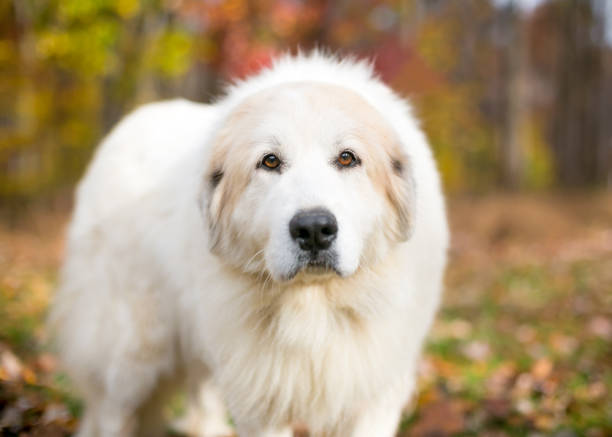 A Great Pyrenees dog outdoors with autumn leaves stock photo
