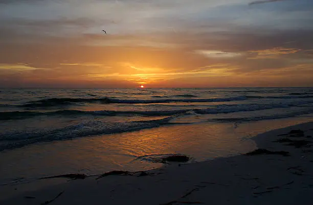 Sunset over the Gulf of Mexico from Anna Maria Island Florida.  A lonely bird flies over the surf