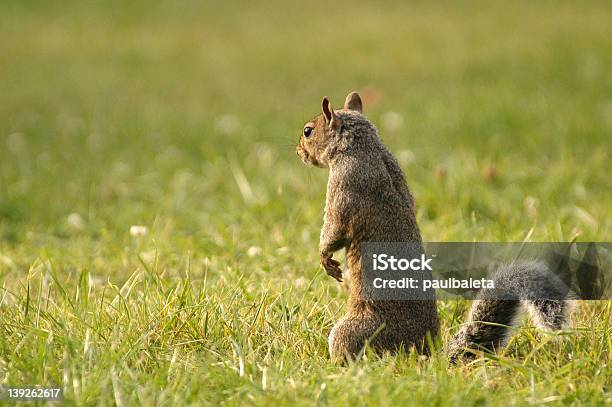 Sentado Esquilo - Fotografias de stock e mais imagens de Cor verde - Cor verde, Descoberta, Esquilo