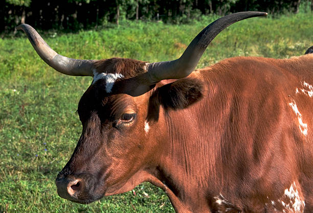 istock Longhorn Portrait 139262702
