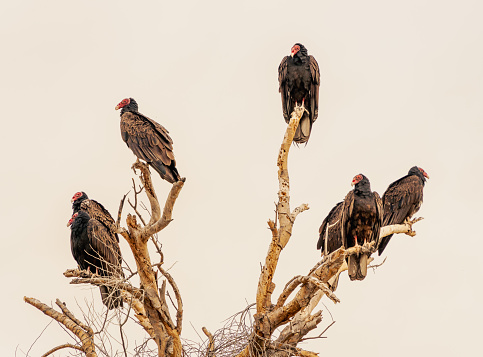 Large vultures taking flight perched atop dead tree