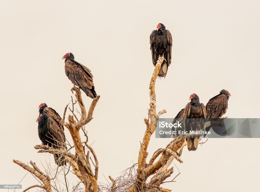 Vulturea on dead tree Large vultures taking flight perched atop dead tree Vulture Stock Photo