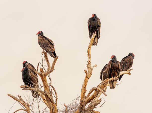 Vulturea on dead tree stock photo