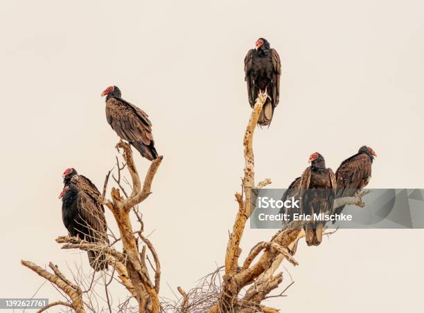 Vulturea On Dead Tree Stock Photo - Download Image Now - Vulture, Perching, Turkey Vulture