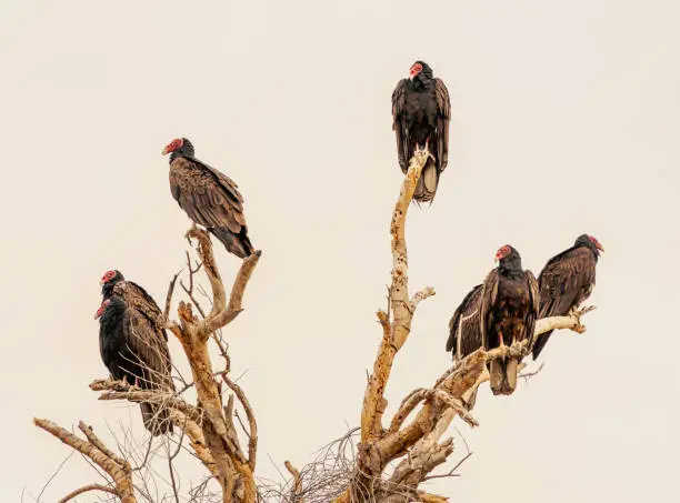Photo of Vulturea on dead tree