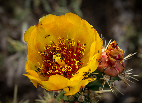 yellow cholla cactus flower blooming in the Sonoran Desert covered in ants