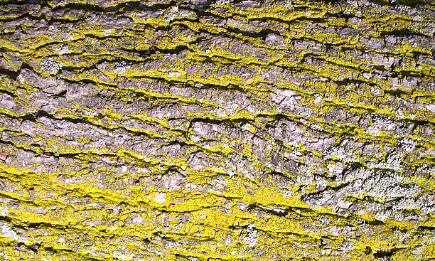 Moldy Tree Bark stock photo