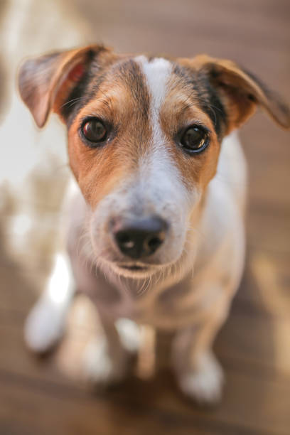 istock small and tender dog looks at the camera 1392628867