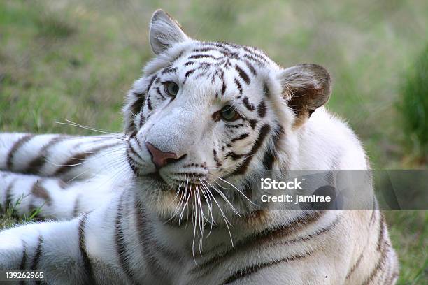 Biały Tygrys 2 - zdjęcia stockowe i więcej obrazów Bez ludzi - Bez ludzi, Biały, Biały tygrys
