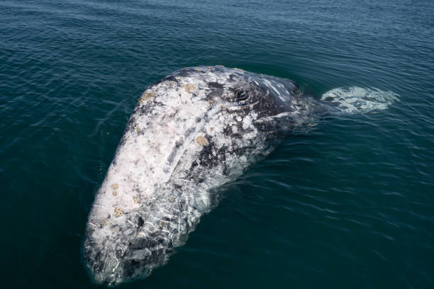 Closeup view of Gray whale, Eschrichtius robustus at Guerrero negro Closeup view of Gray whale, Eschrichtius robustus at Guerrero negro, Mexico gray whale stock pictures, royalty-free photos & images