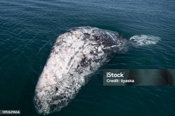 Closeup View Of Gray Whale Eschrichtius Robustus At Guerrero Negro Stock Photo - Download Image Now