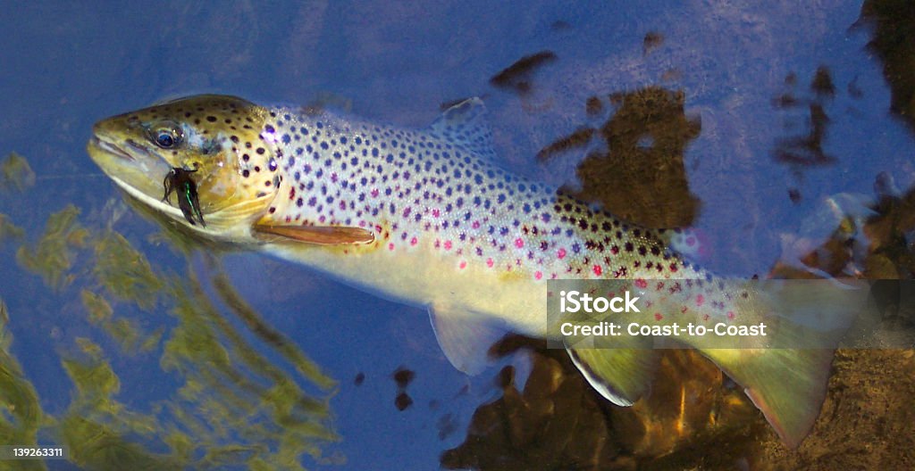 Schöne Brown - Lizenzfrei Europäische Forelle Stock-Foto