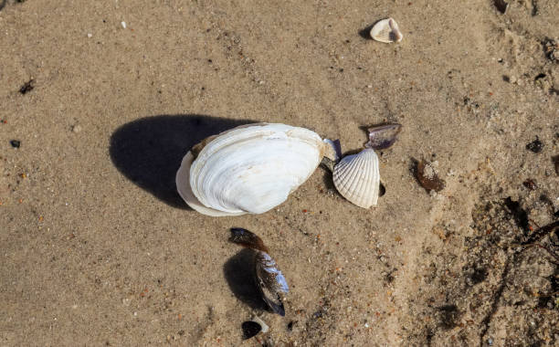 istock Shells on the beach sand in the summer sunshine - holiday background. 1392633911