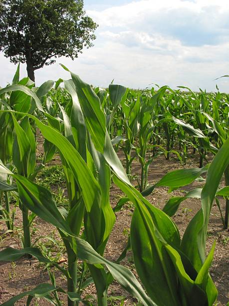 Corn Field in Spring stock photo