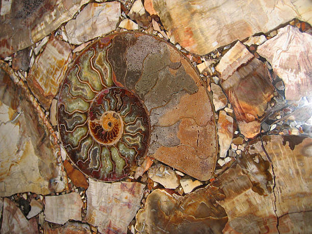 istock fossil and petrified wood 139263636