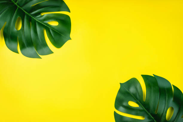 istock Leaves on a yellow background for text. Copy space. Empty text space for advertising, poster nature concept. 1392636456