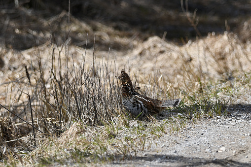 Ruffed Grouse bird stands along shoulder of a country road