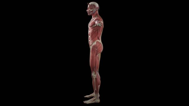 90+ Free Anatomy & Human Videos, HD & 4K Clips - Pixabay