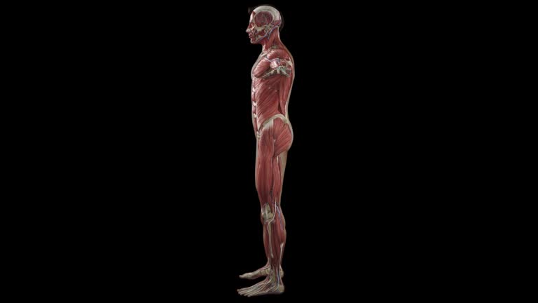 90+ Free Anatomy & Human Videos, HD & 4K Clips - Pixabay 90+ Free Anatomy & Human Videos, HD & 4K Clips - Pixabay