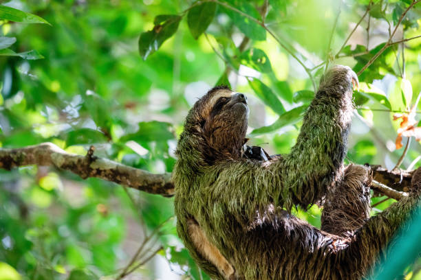 istock Brown-throated three-toed sloth 1392638614