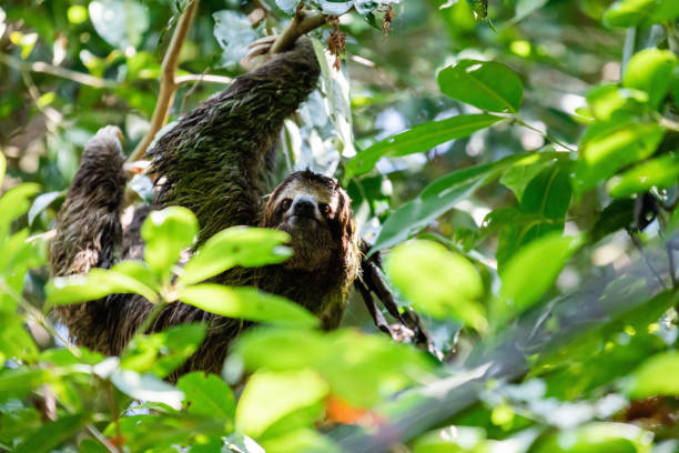 istock Brown-throated three-toed sloth 1392638752